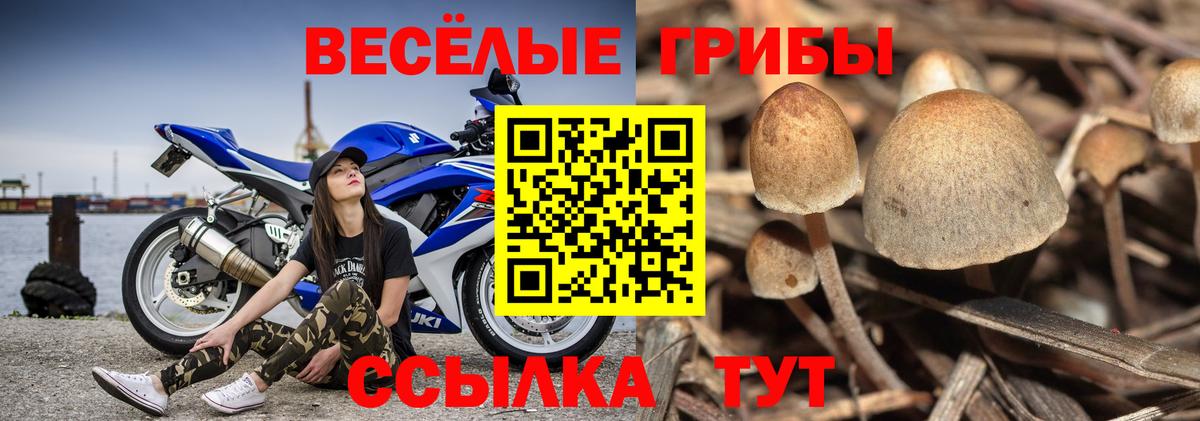Галлюциногенные грибы Cubensis Ступино
